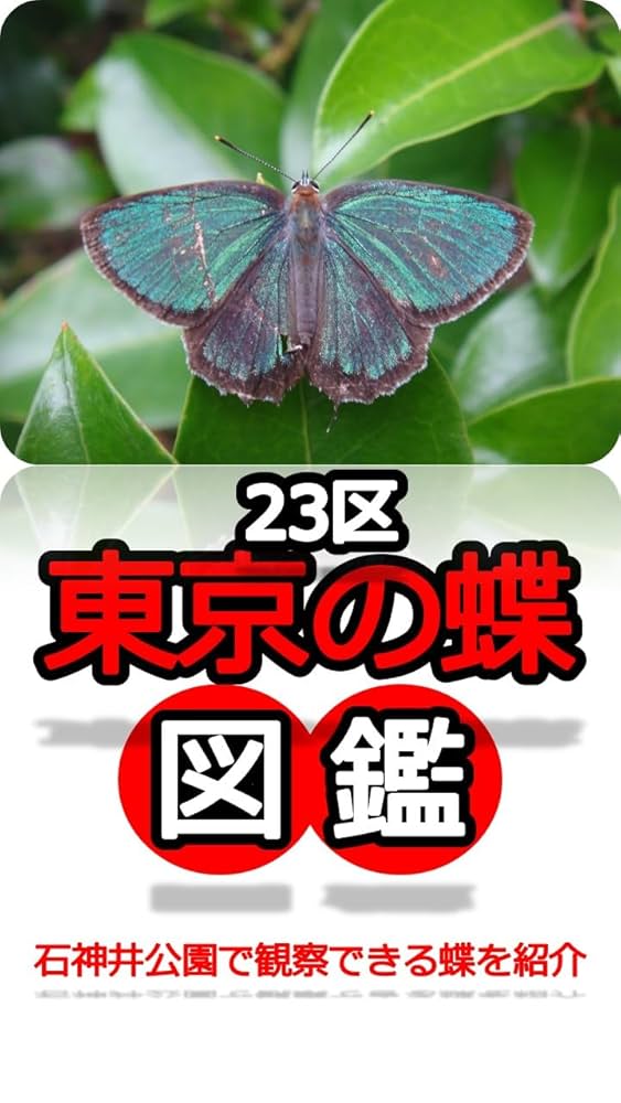 東京の蝶の図鑑: 石神井公園で観察できる蝶を紹介 | Nao